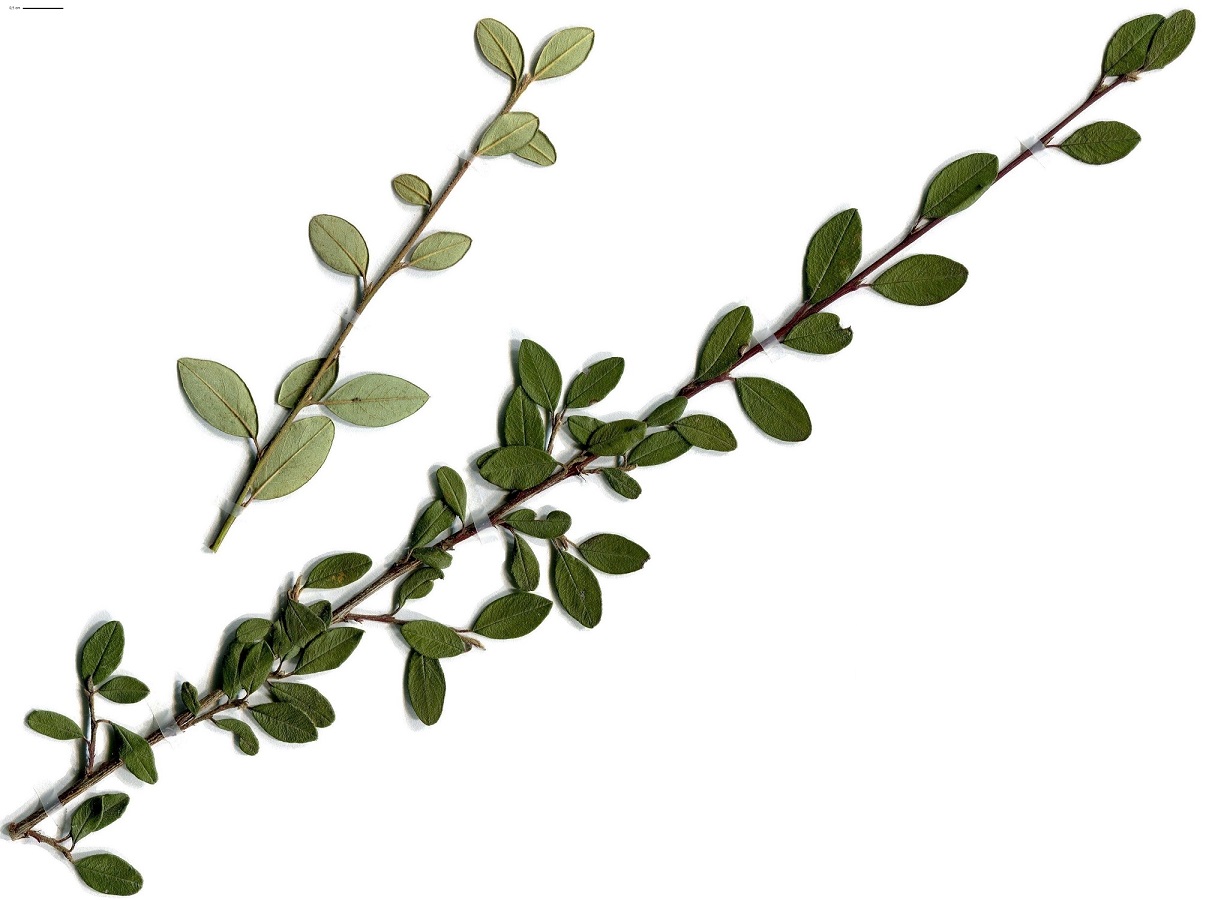 Cotoneaster dammeri (Rosaceae)